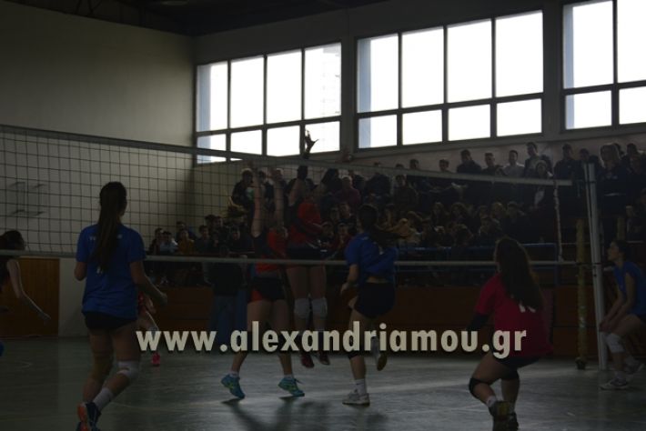 volley _1ogel-kassandra037